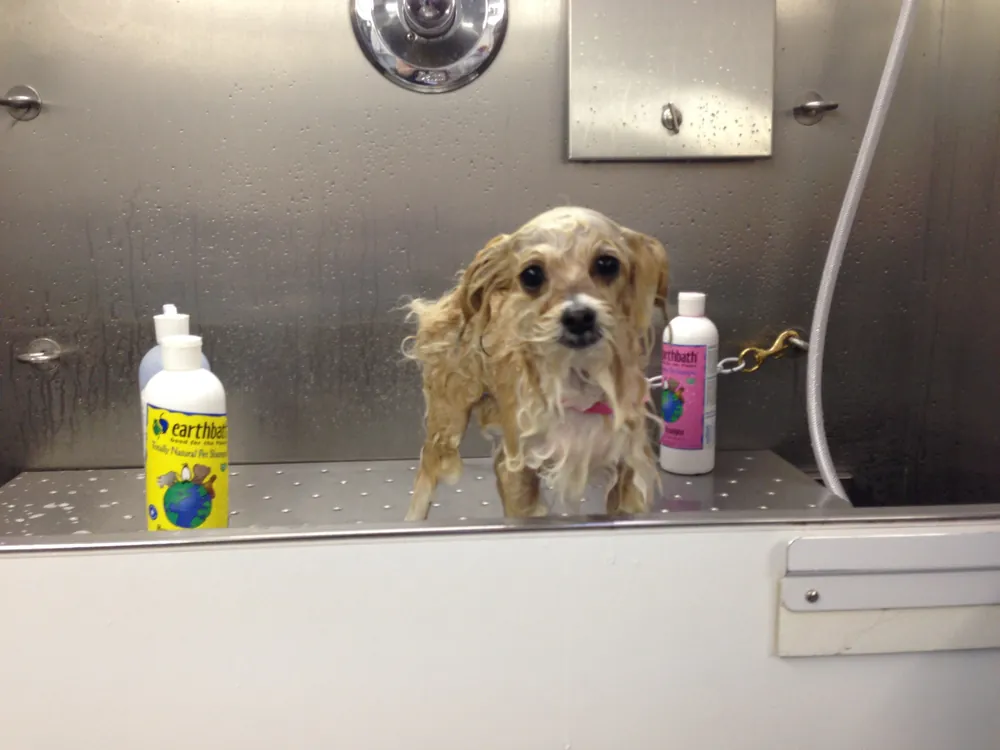 A small wet dog waiting patiently in the grooming tub