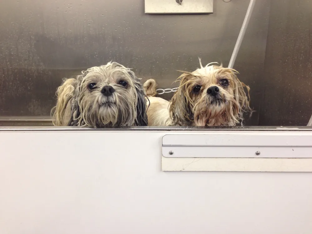 Two wet Shih Tzus peering over the edge of the tub mid-bath