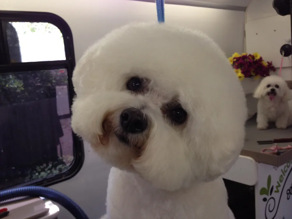 A Bichon Frise with a perfectly round fluffed head