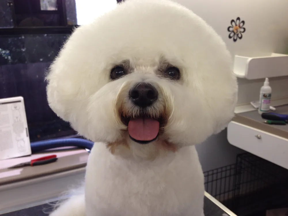 A freshly groomed Bichon Frise smiling in the grooming van