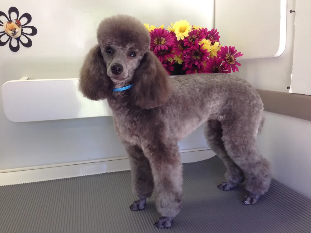 A silver poodle with a scissored trim, beside a vase of flowers