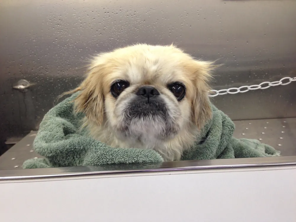 A Pekingese wrapped in a soft green towel after a bath