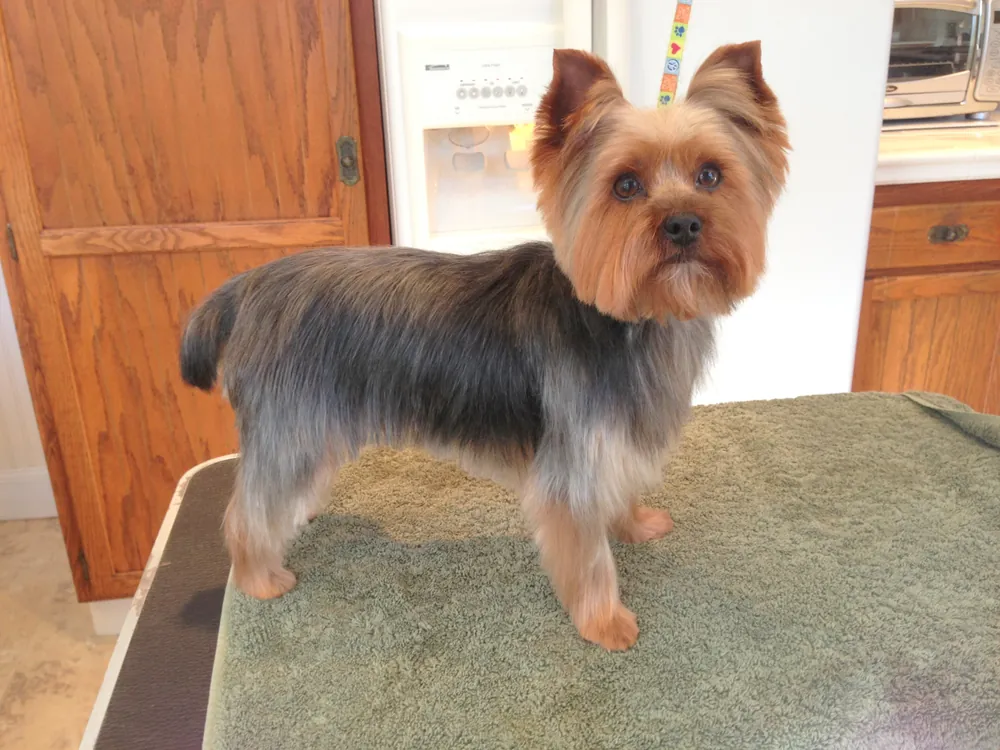 A Yorkshire Terrier with a fresh trim standing on the grooming table